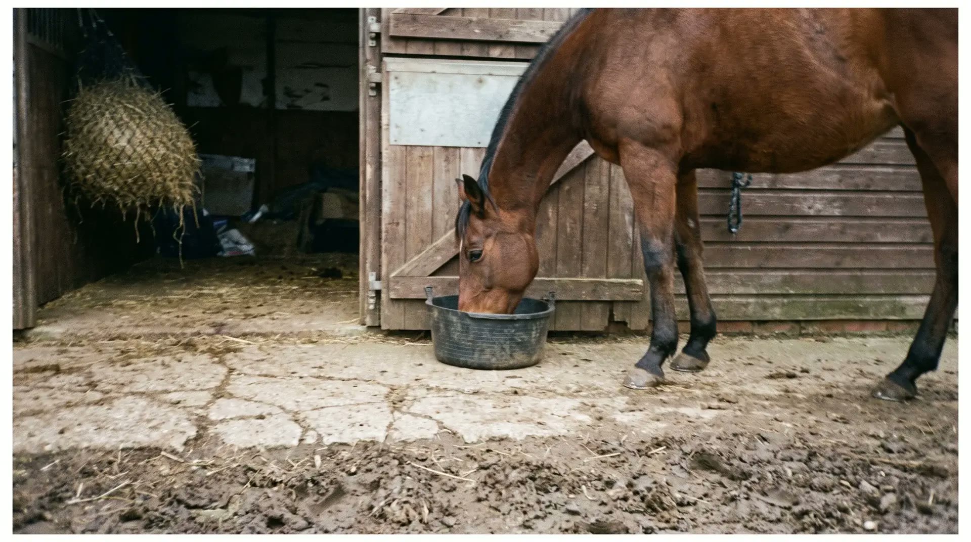 A horse eating from a bucket outside a stable